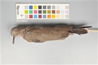 藏品(斑頸鳩)的圖片